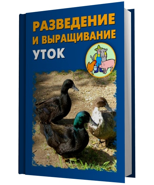 Разведение и выращивание уток