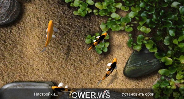 Koi Live Wallpaper
