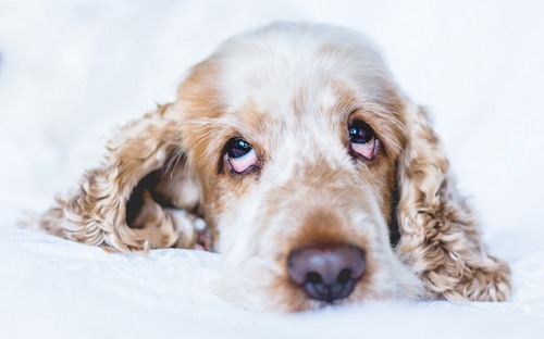 Computer Desktop Wallpapers Collection. www.cwer.ru