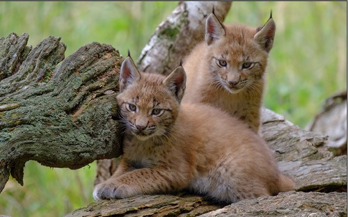 Computer Desktop Wallpapers Collection. www.cwer.ru