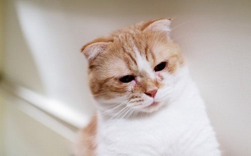 Computer Desktop Wallpapers Collection. www.cwer.ru