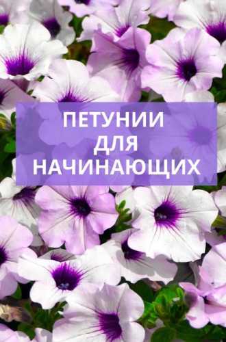 Петунии для начинающих