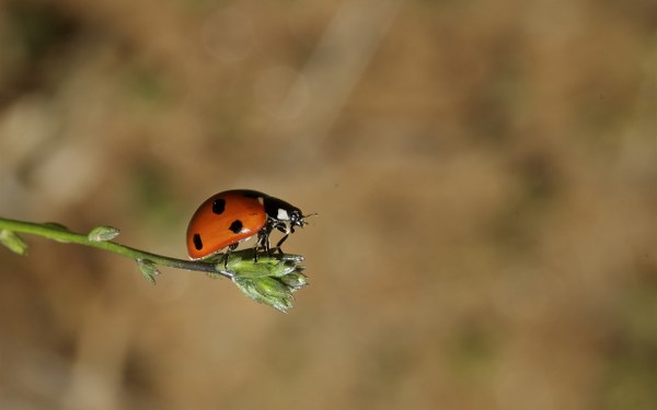 Best Mixed Wallpapers Pack #339-340