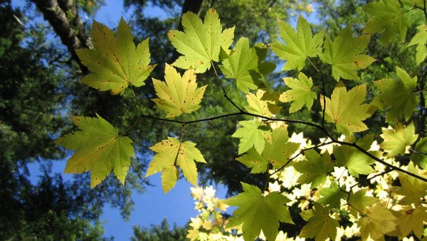 New Mixed HD Wallpapers Pack 169