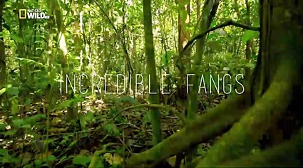 Невероятные клыки